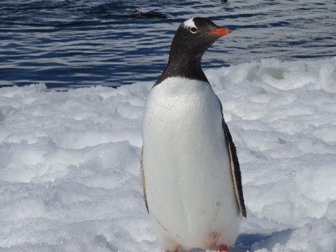 neumayer-shag-1