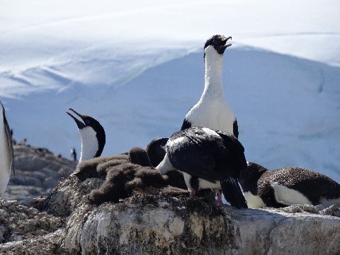 neumayer-shag-3