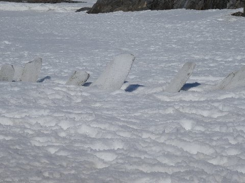 neumayer-whale-bones