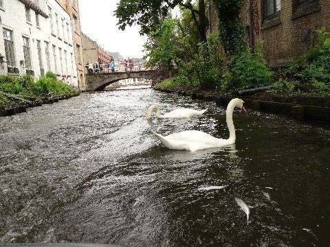 bruges-swan