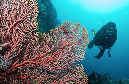 Buzo nadando junto a un arrecife de coral