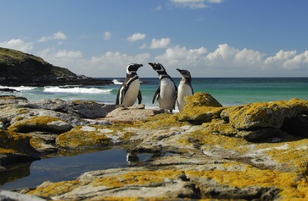 ビーチのそばで、3羽のペンギンが並んでいる