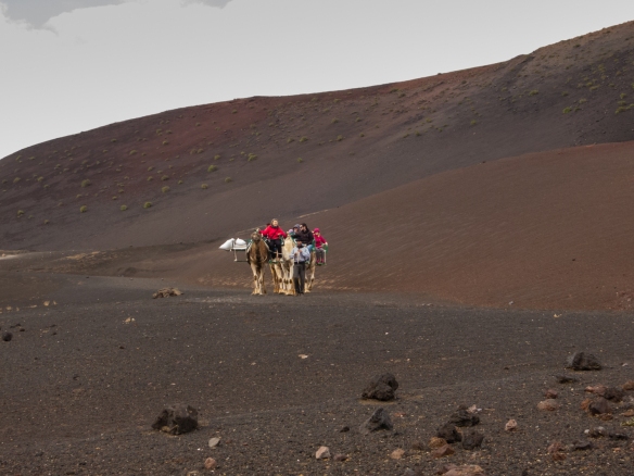 TIMANFAYA-CAMEL
