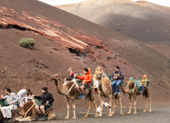 TIMANFAYA-CAMELS