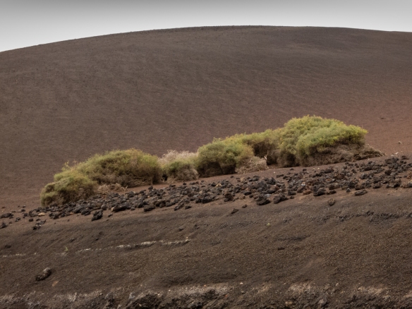 TIMANFAYA-VEGETATION