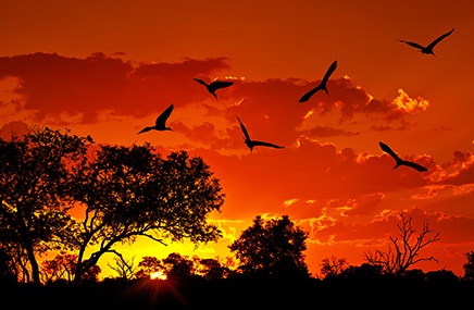 sunset with birds flying in Africa