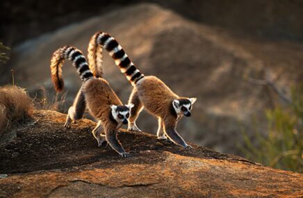two lemurs in Madagascar