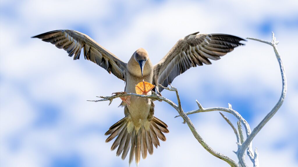 Seabird landing on a tree branch