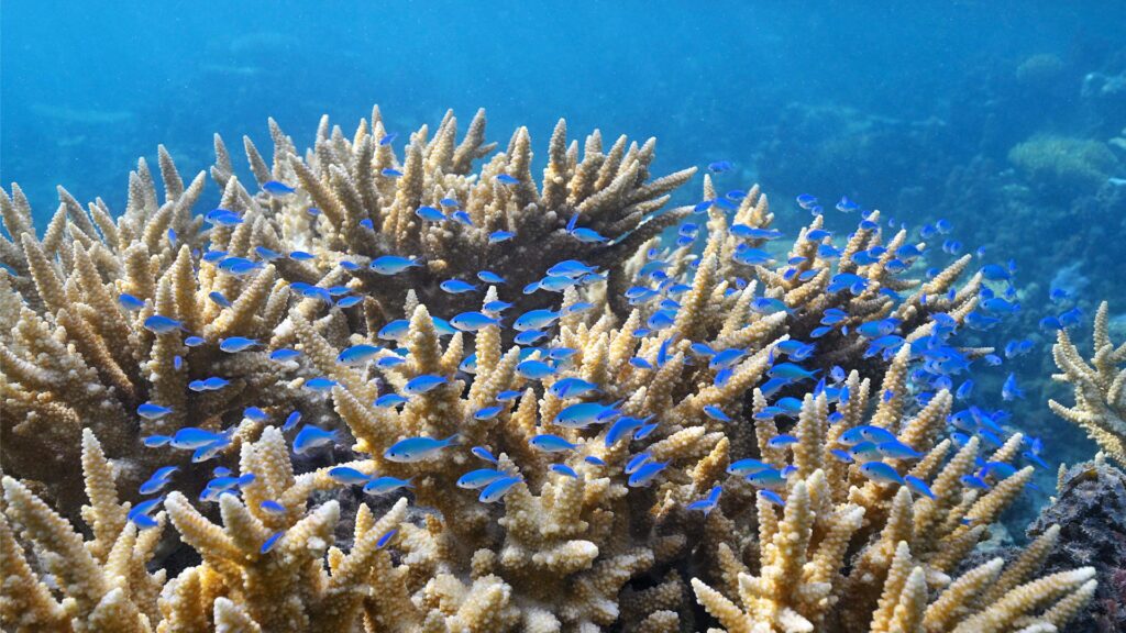 school fish swimming above reef