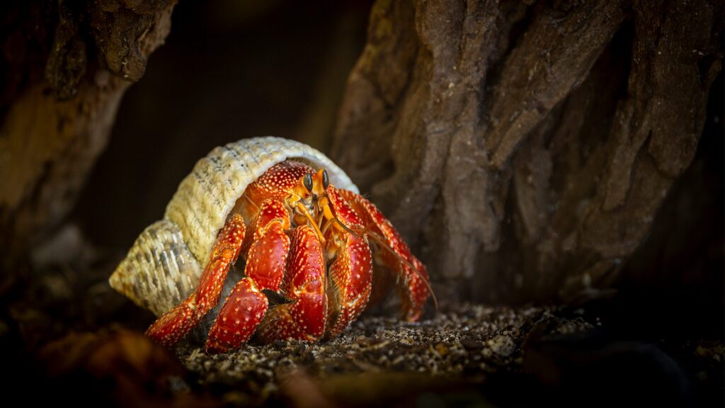 crab underwater
